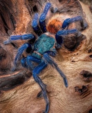 GreenBottle Blue Tarantula | Wiki | Reptiles Amino