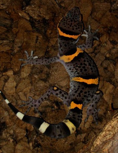 Cave gecko species. | Wiki | Herps and Reptiles Amino