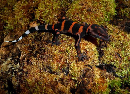 Cave gecko species. | Wiki | Herps and Reptiles Amino