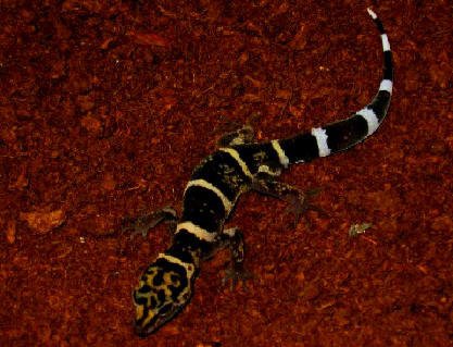 Cave gecko species. | Wiki | Herps and Reptiles Amino