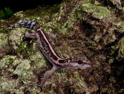 Cave gecko species. | Wiki | Herps and Reptiles Amino