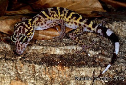 Cave gecko species. | Wiki | Herps and Reptiles Amino