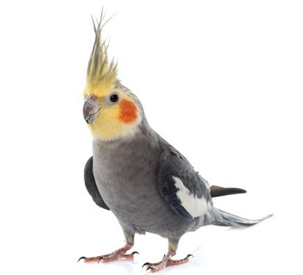 normal gray cockatiel