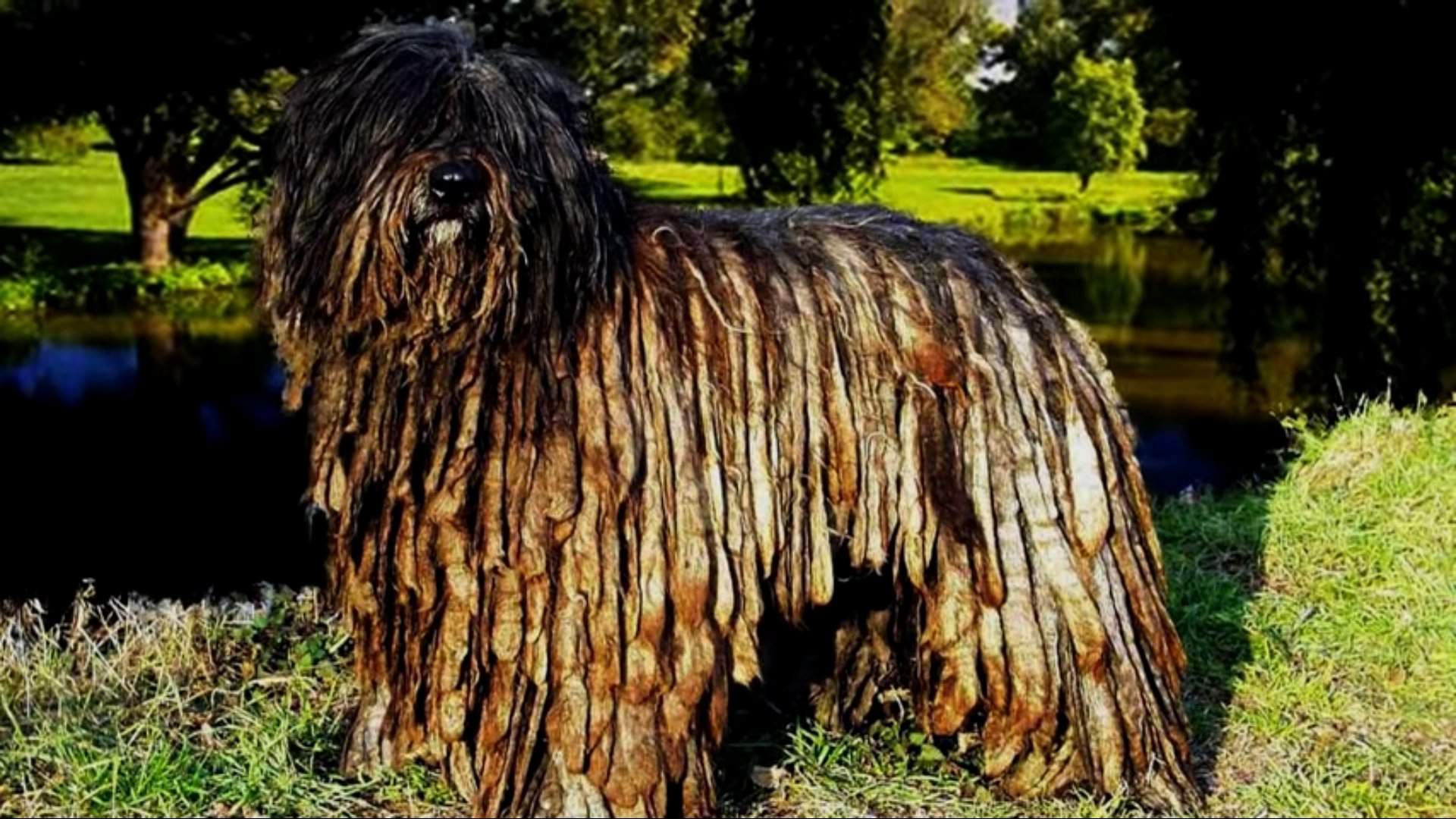 Большая волосатая собака порода