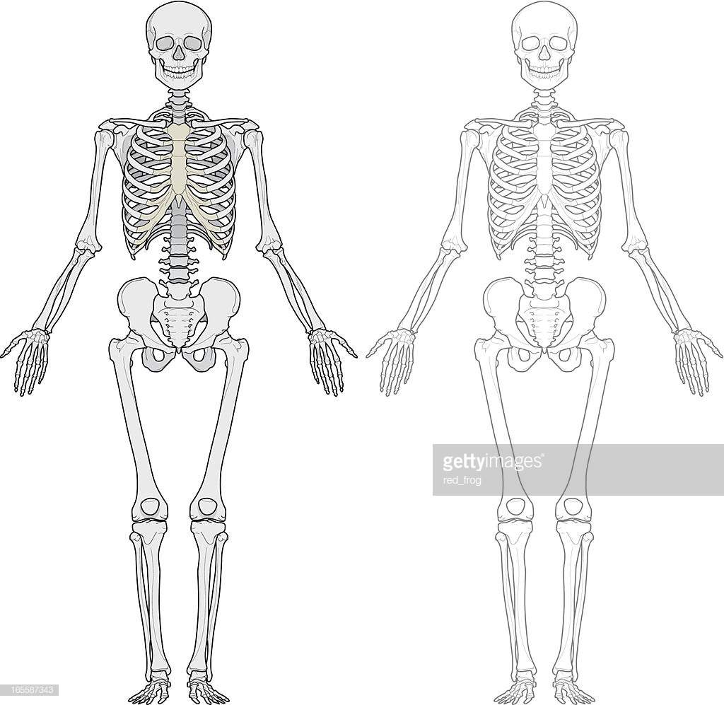 Скелет человека спереди и сзади рисунок