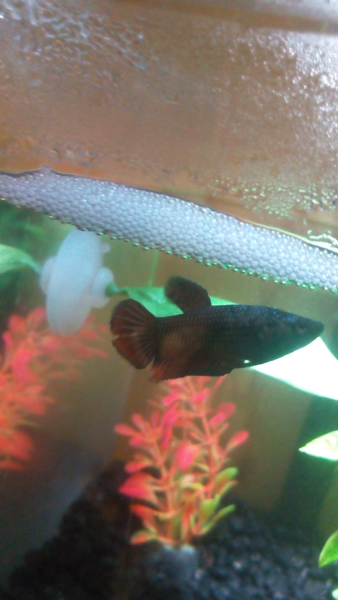 do-female-bettas-make-bubble-nests