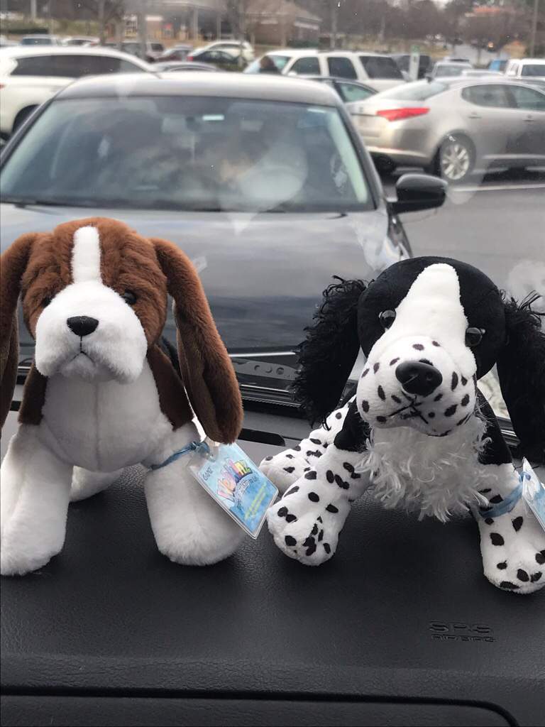 webkinz black and white springer