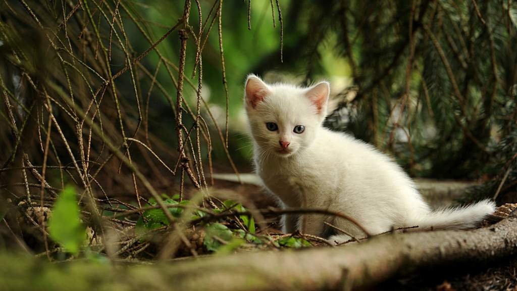 Пушок | Wiki | °•Коты-Воители°• Amino