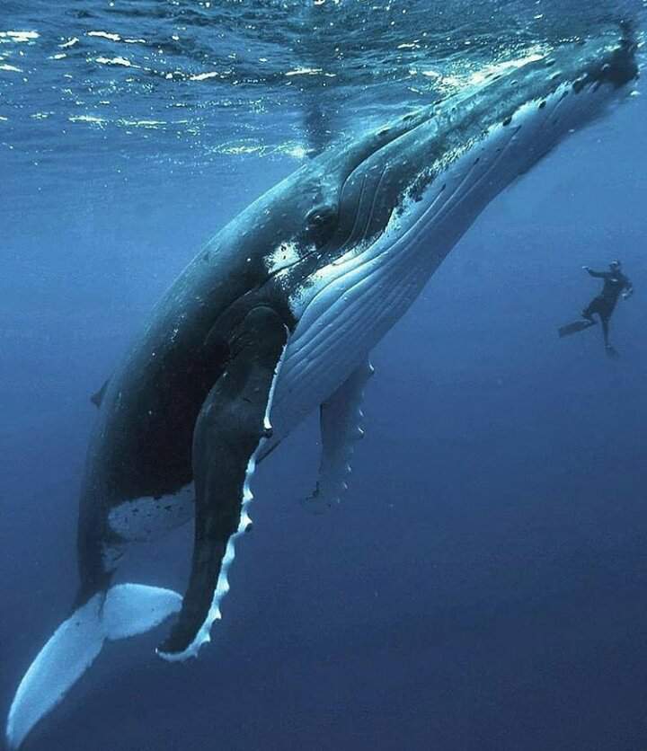 الحوت الازرق | دعاة الإسلام Amino