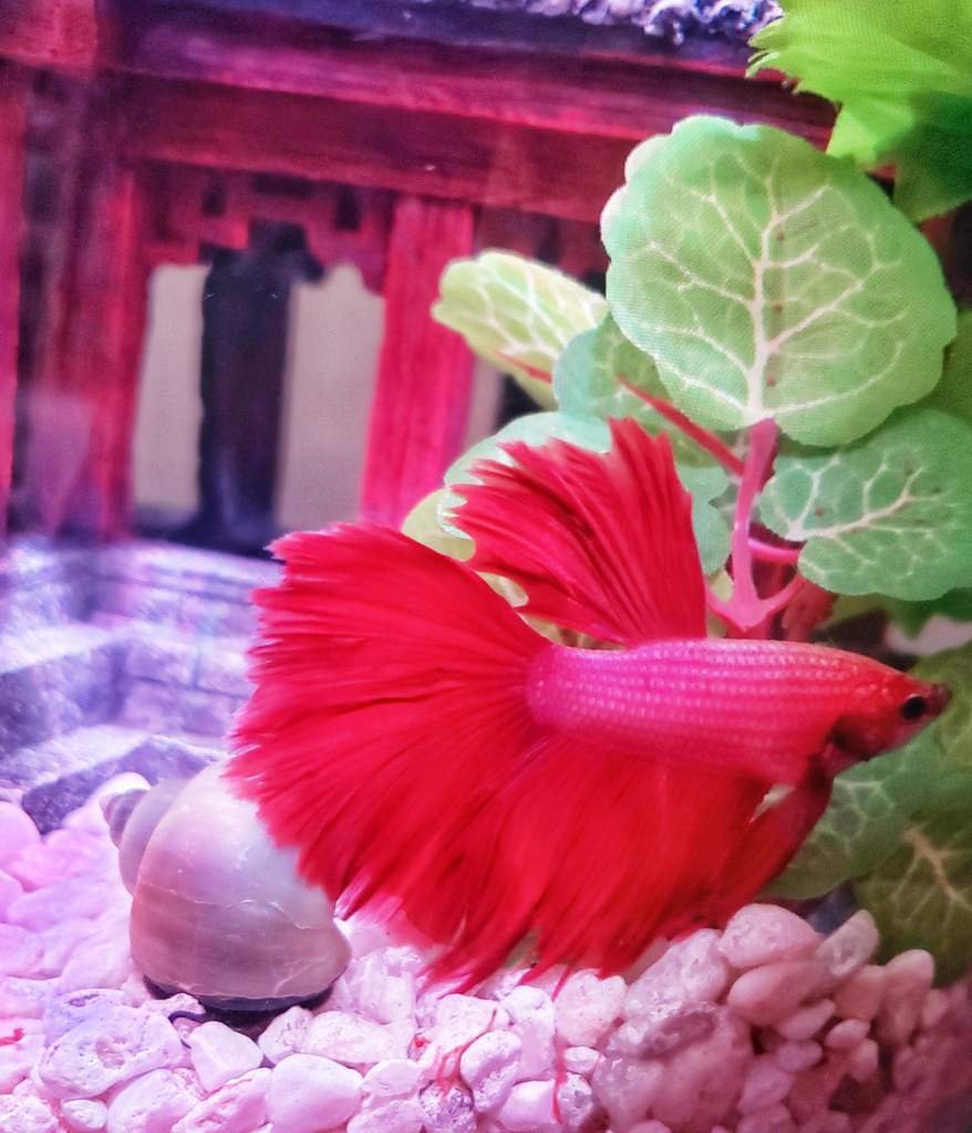 Unlocking The Mystery: Betta Fish & Color - aeo5cgc