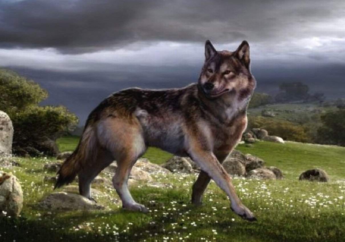 Имя - бартер Возраст 3 года Пол Самец Вид Canis dirus (ужасный волк) ⑤Харак...