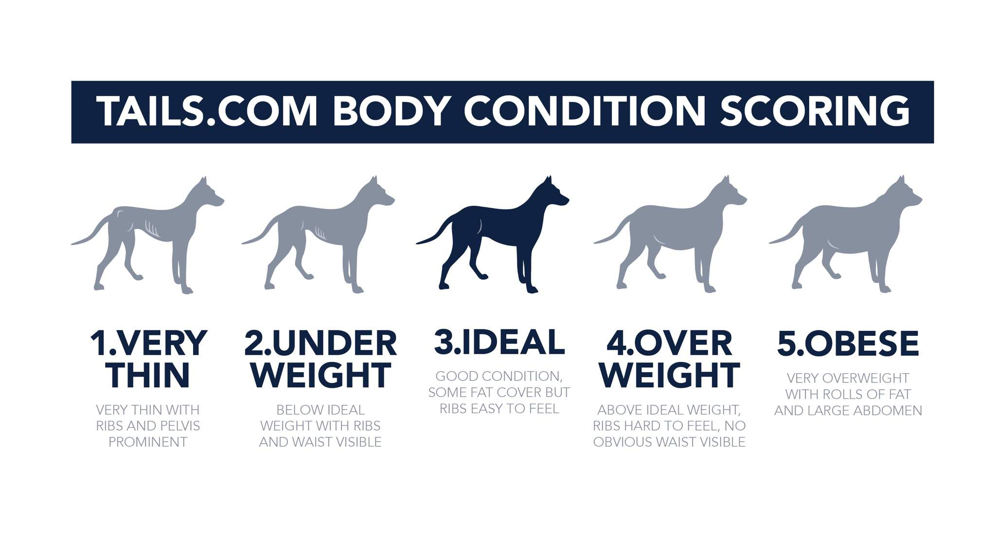 Body Condition Scoring Pets Amino