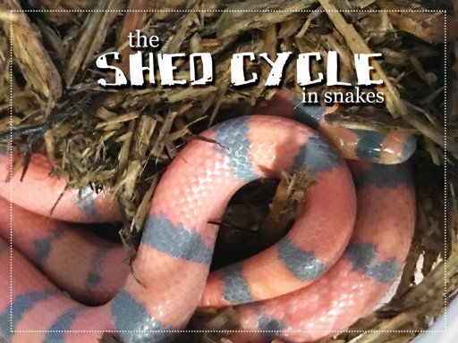 The Shedding Cycle In Snakes | Wiki | Snake Amino Amino