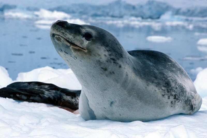 Leopard seals | Wiki | Pinniped Amino Amino