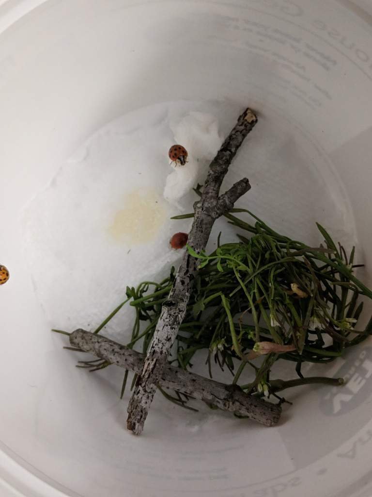 How do i keep ladybugs alive? Reptiles Amino