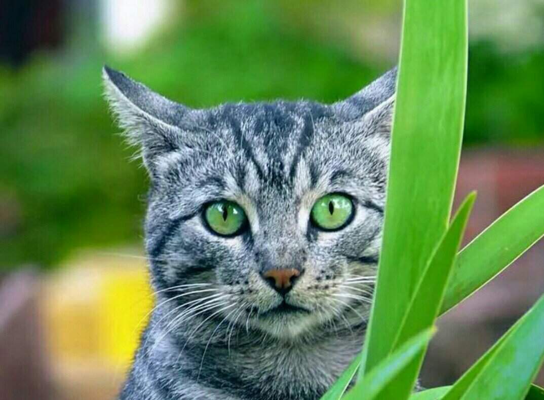 Серый полосатый кот с зелеными глазами