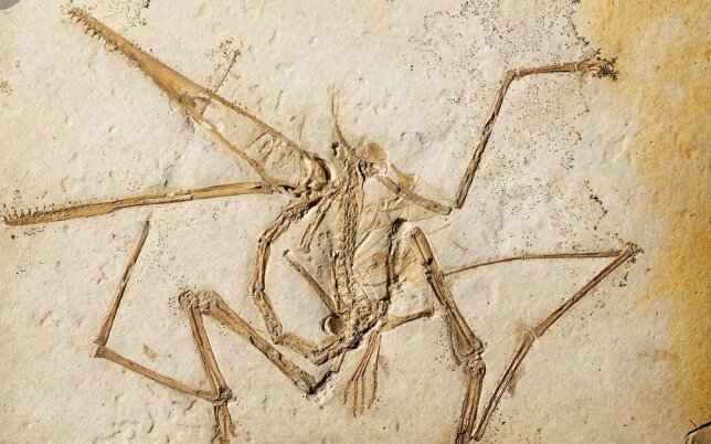 first pterosaur