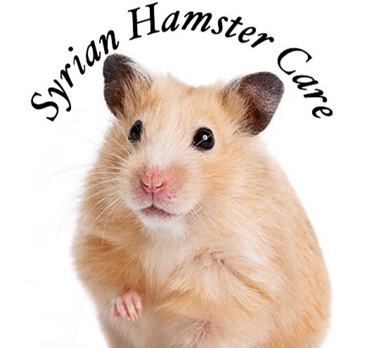 Syrian Hamster Care | Wiki | Hamsters! Amino