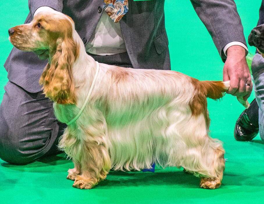 working and show cocker spaniel