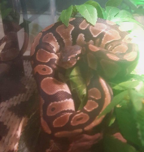 View Brazilian Rainbow Boa For Sale Craigslist Gif