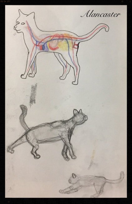 Cat Anatomy Drawing Amino