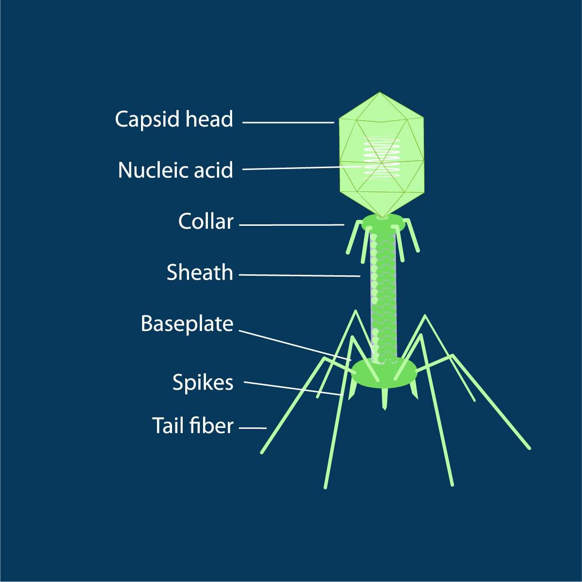 The Bacteriophage Science Amino 