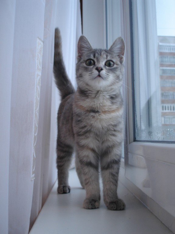 Крейзи | Wiki | °•Коты-Воители°• Amino