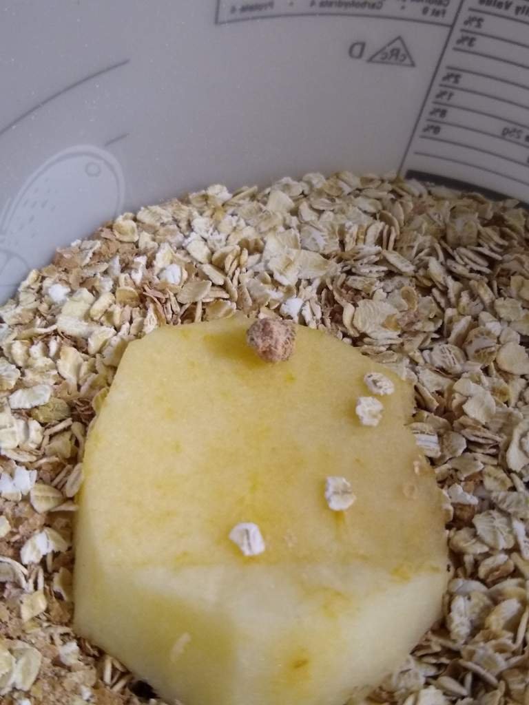 Do superworms/meal worms eat eachother? Leopard Geckos Amino