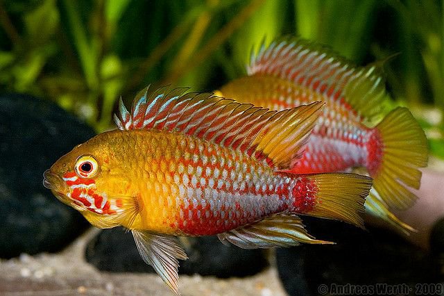 apistogramma hongsloi care