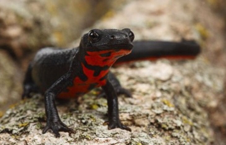 Fire Belly Newts | Wiki | Reptiles Amino