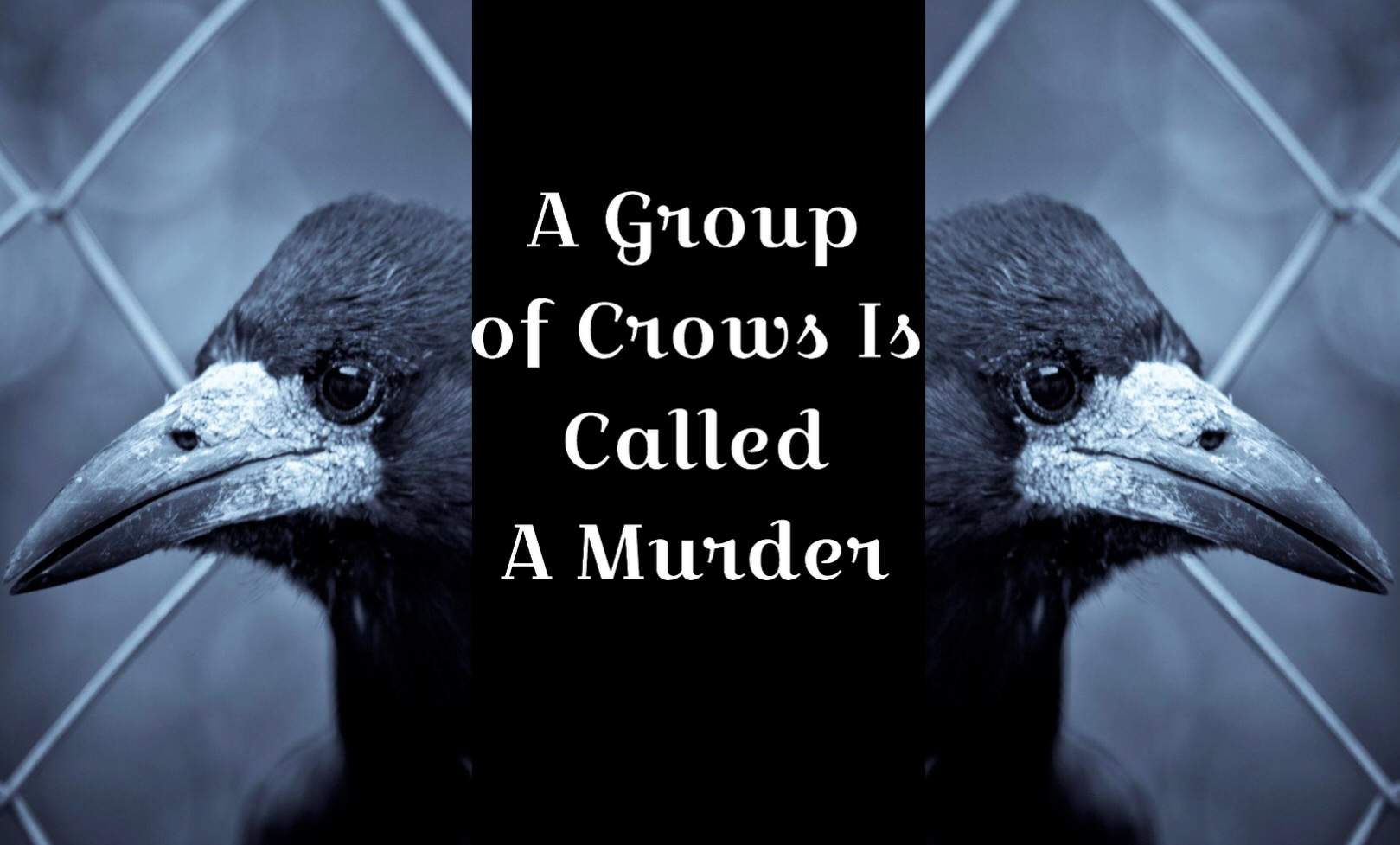 a-group-of-crows-is-called-a-murder-group-roleplay-closed-for-now