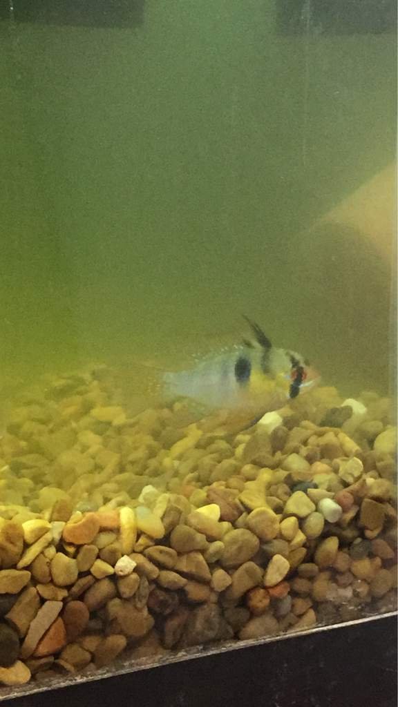 They Are Here Fishkeepers Amino Amino they-are-here-fishkeepers-amino-amino