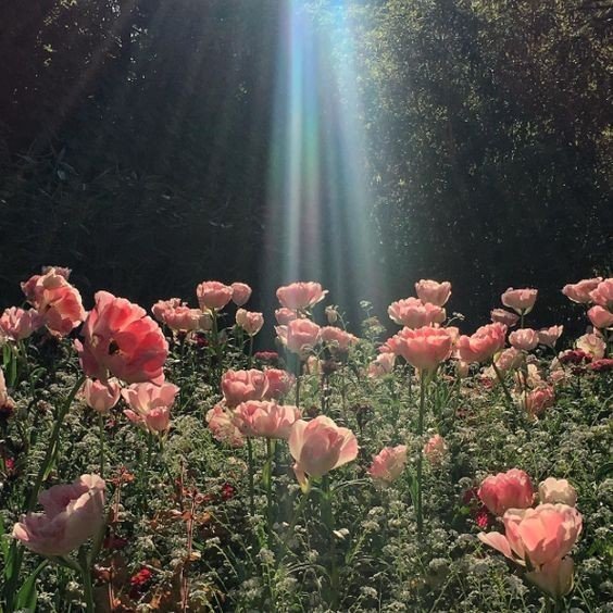 Aesthetic Flowers Day 14 Aesthetic Fandom Amino