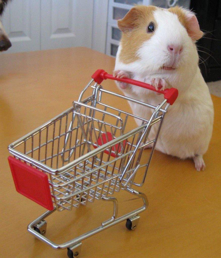 guinea pig shopping list
