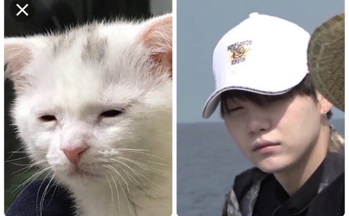 I SEE NO DIFFERENCE!!HE IS NOW A YOONGI CAT!!!🐱💜💜💜 | BTS Amino