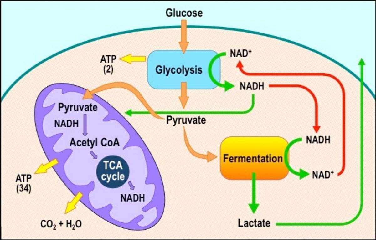 simple diagrams of cellular respiration