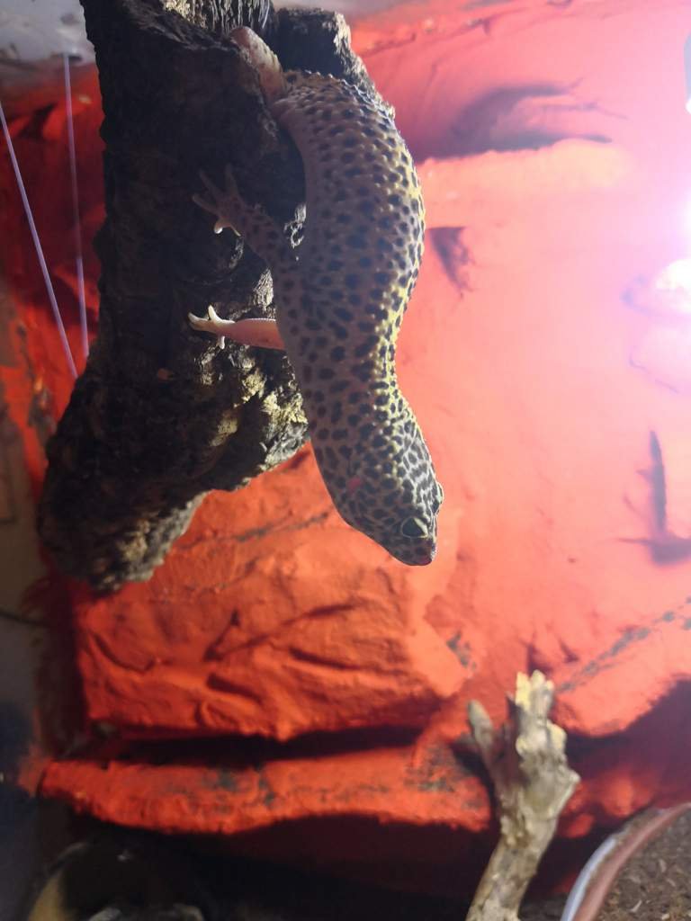 Leopard geckos and climbing enrichment! Wiki Reptiles Amino