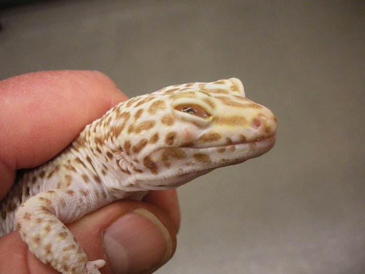 Eye Problems In Leopard Geckos Wiki Leopard Geckos Amino