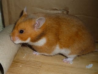 Syrian Hamster Colorings Wiki Hamsters Amino