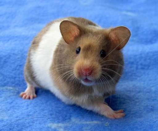 Syrian Hamster Colorings Wiki Hamsters Amino
