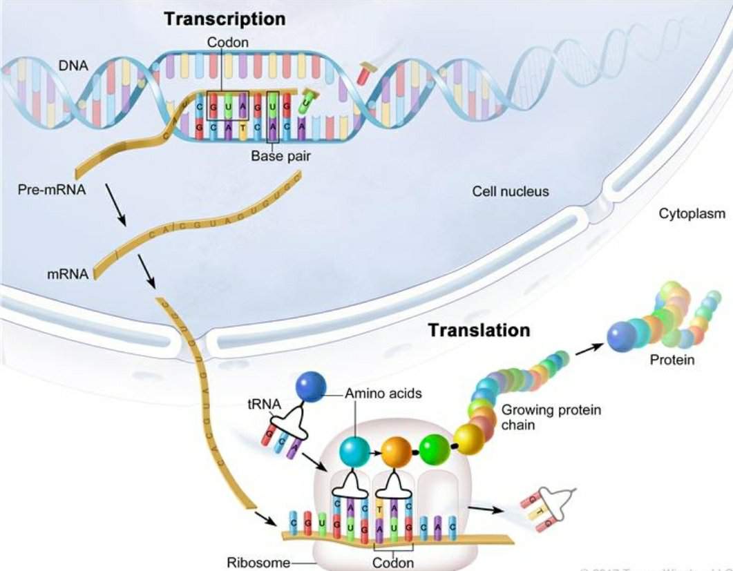 the-processes-of-transcription-and-translation-science-amino