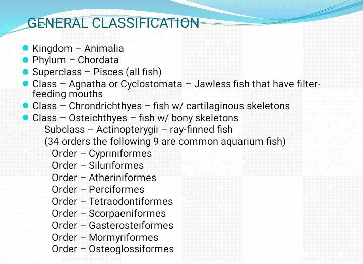 General classification of fishes Science Amino