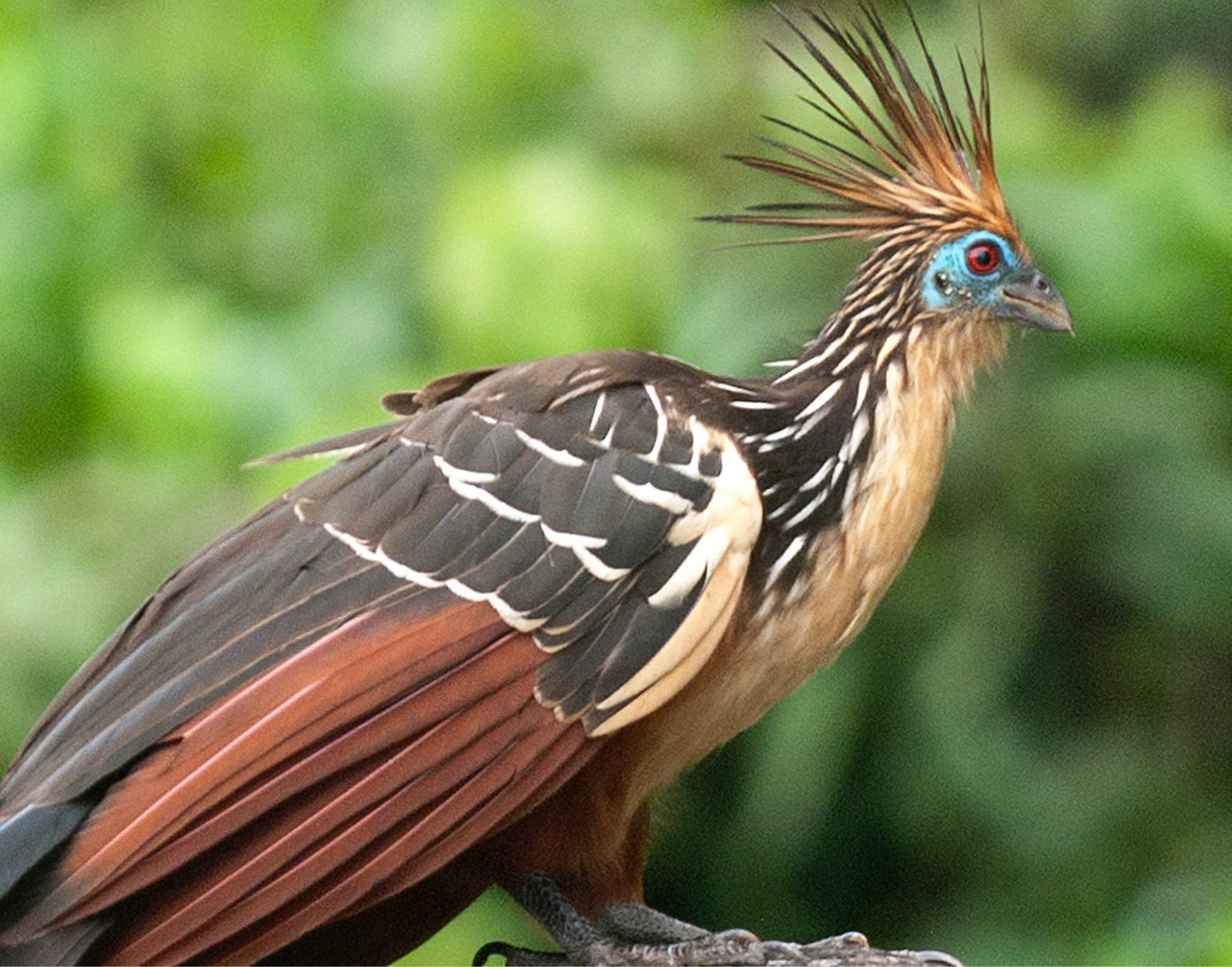 Hoatzin or “Stinkbird” | Science Amino