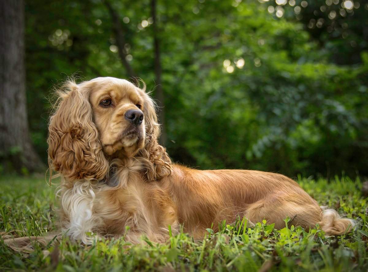 Спаниель Собака Фото Щенята
