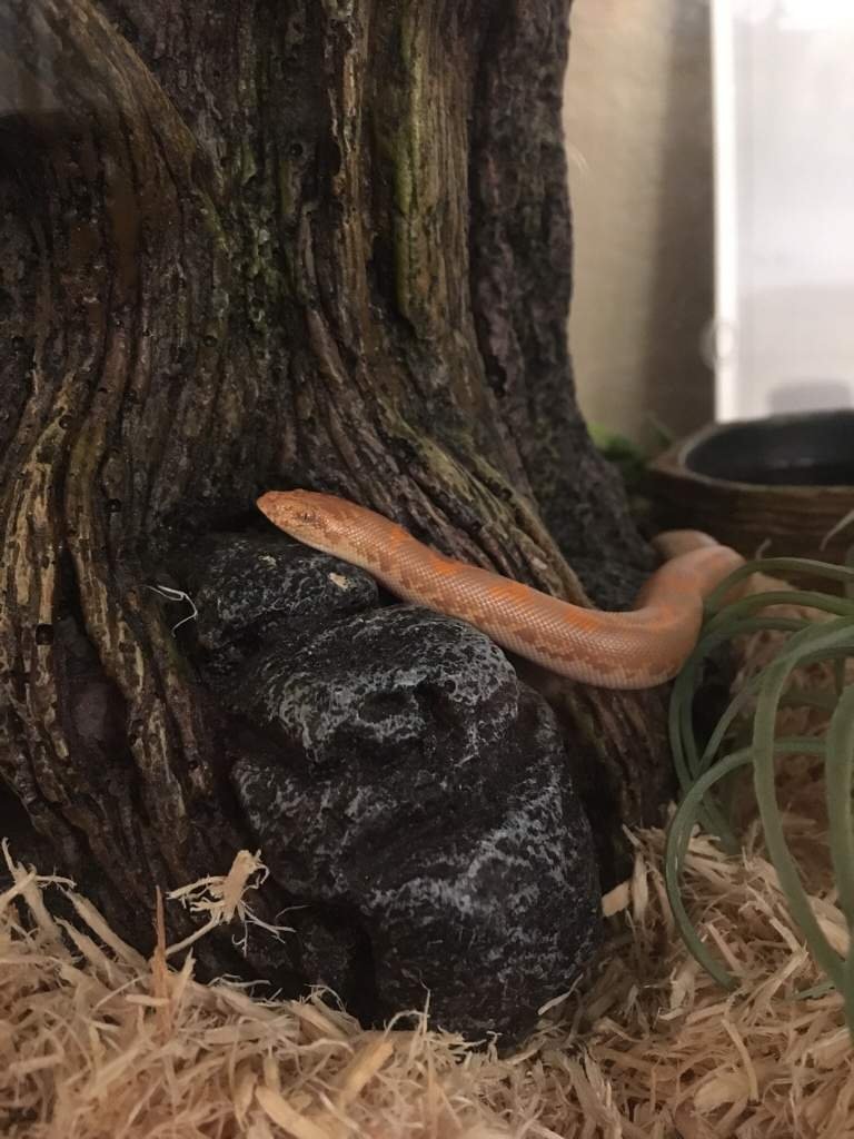 Who says all sand boas do is hide Reptiles Amino