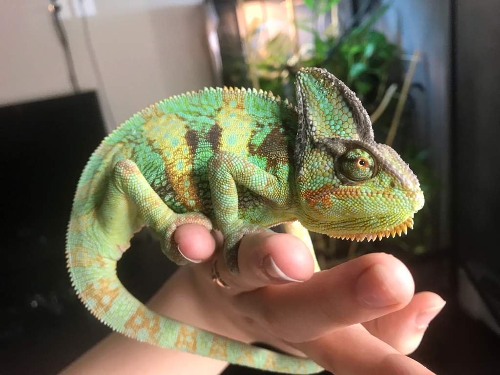 Chameleon Lighting Guide Wiki Reptiles Amino Chameleon Lighting Guide Wiki