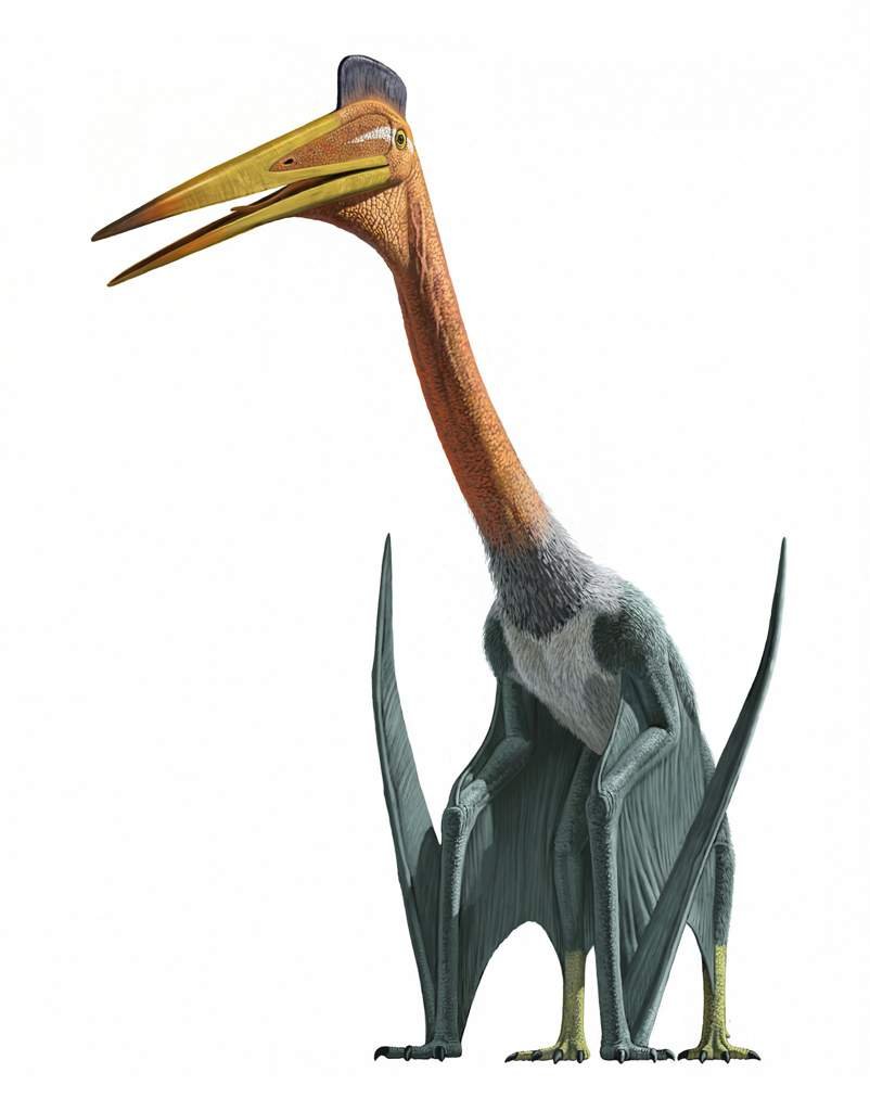 Кетцалькоатль/Quetzalcoatlus | Wiki | Dinosaurs World Amino