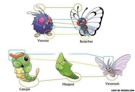 caterpie evolution