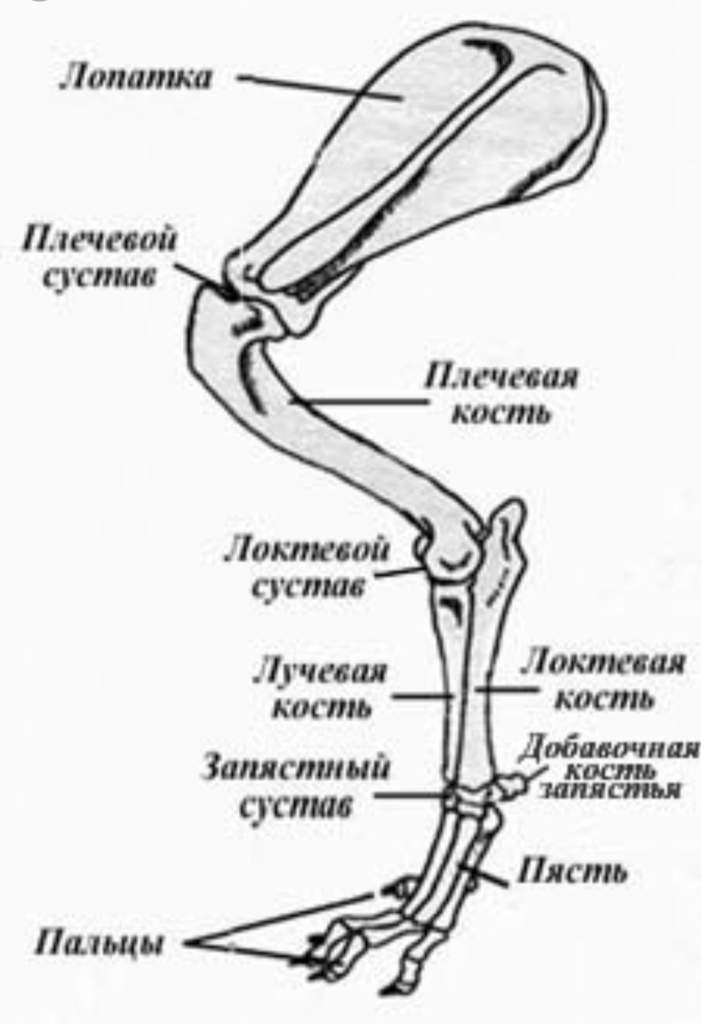 Как называют передние конечности животных изображенных на рисунке