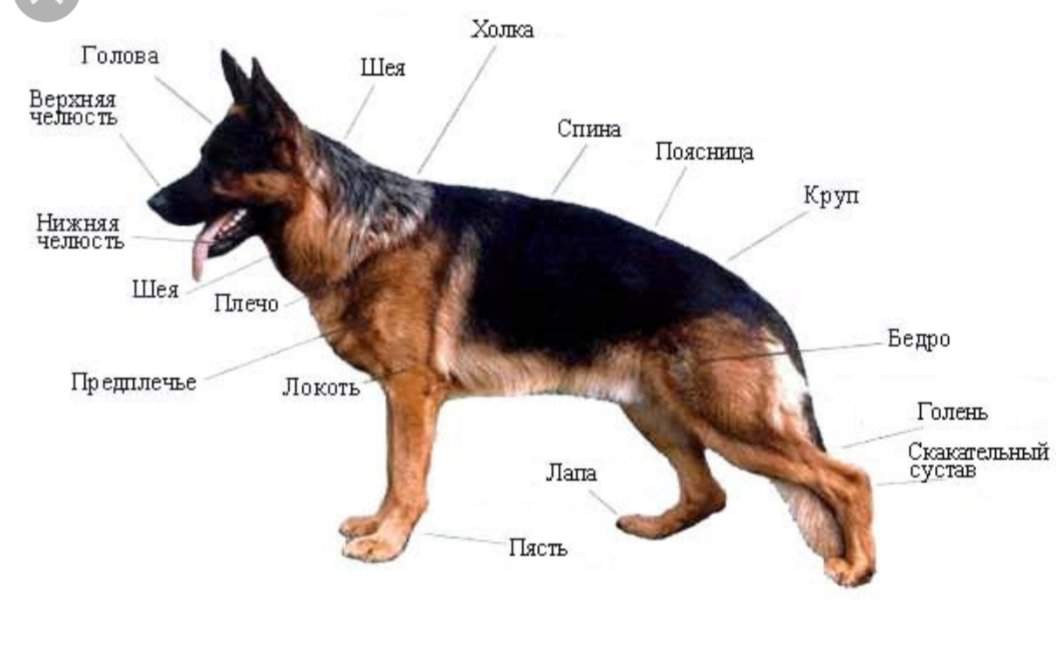 Строение тела собаки в картинках